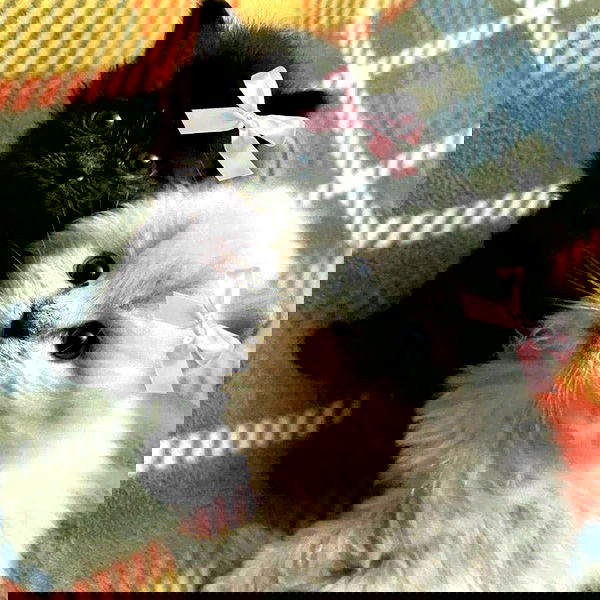 hellokittyangel666 hellokittyangel666 archive image