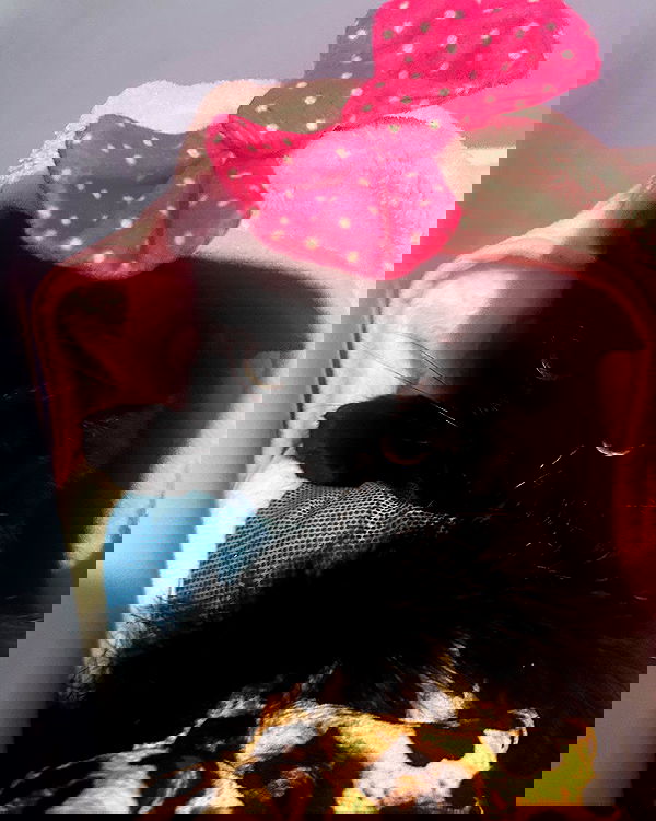 hellokittyangel666 hellokittyangel666 archive image