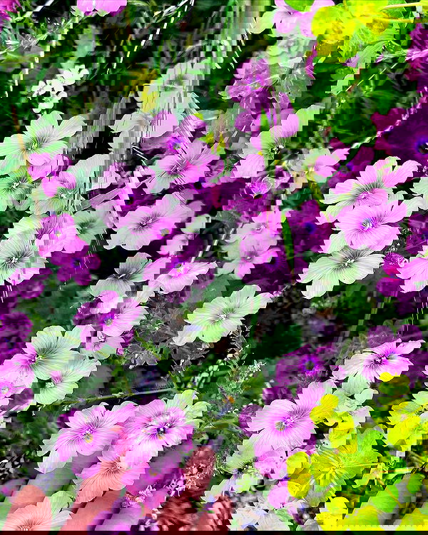 hellokittyangel666 hellokittyangel666 archive image