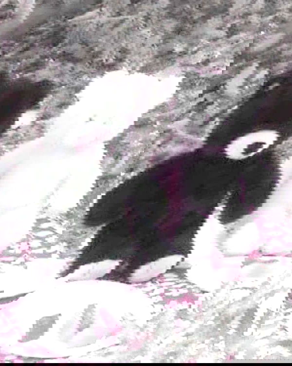 hellokittyangel666 hellokittyangel666 archive image