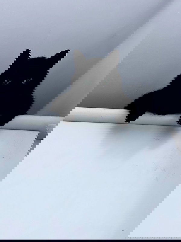 hellokittyangel666 hellokittyangel666 archive image