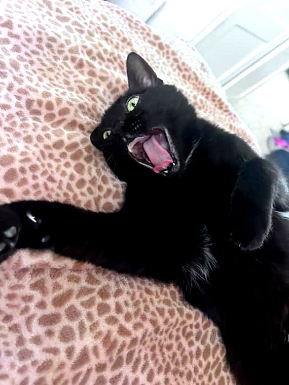 hellokittyangel666 hellokittyangel666 archive image