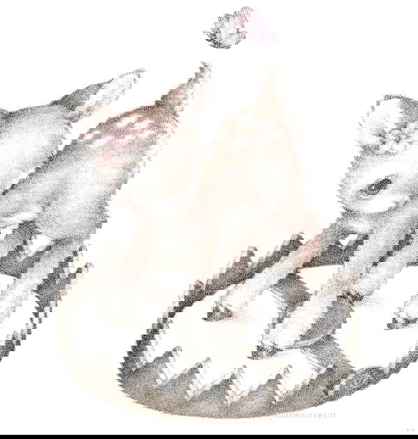 hellokittyangel666 hellokittyangel666 archive image