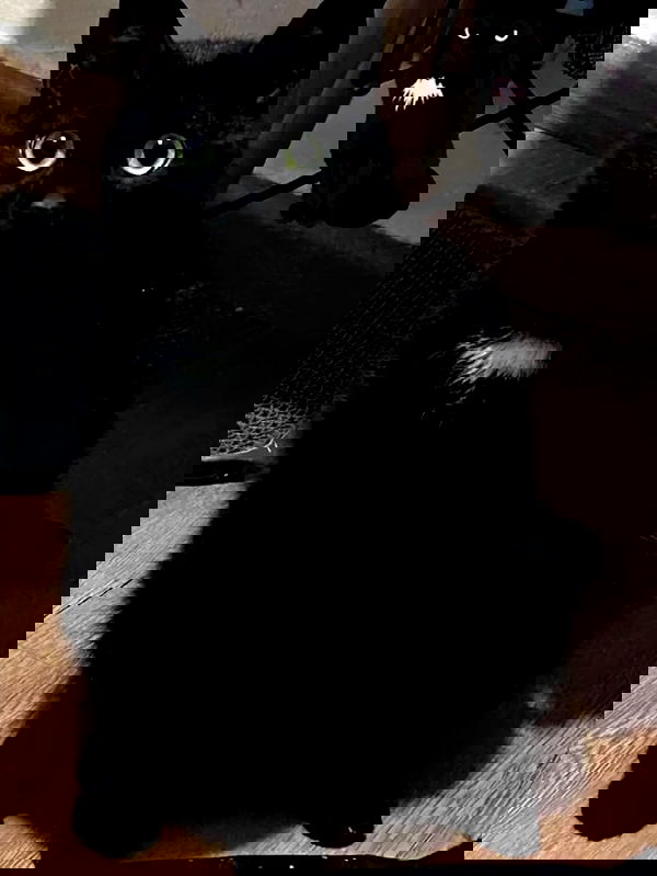 hellokittyangel666 hellokittyangel666 archive image