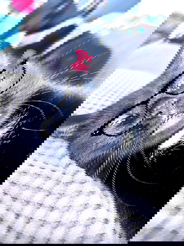 hellokittyangel666 hellokittyangel666 archive image