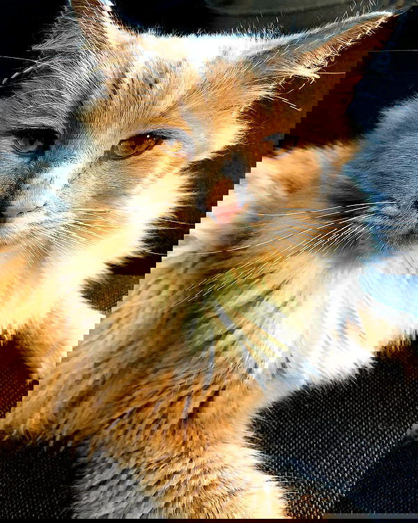 hilaxkitty image ~ Altpins