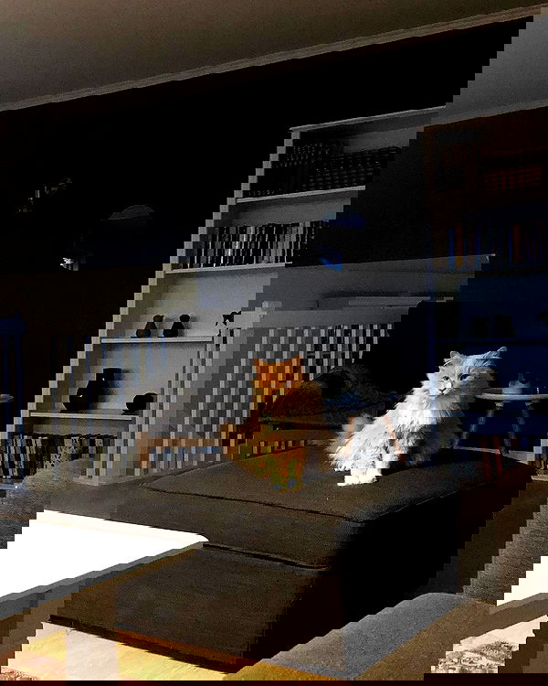 hilaxkitty image ~ Altpins