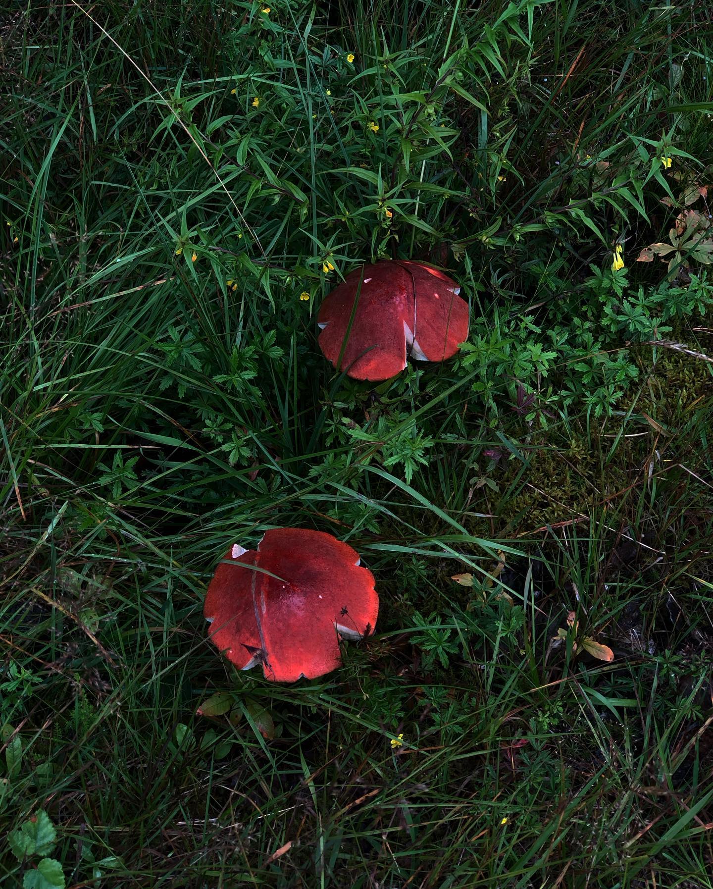 hilaxkitty instagram image archive image