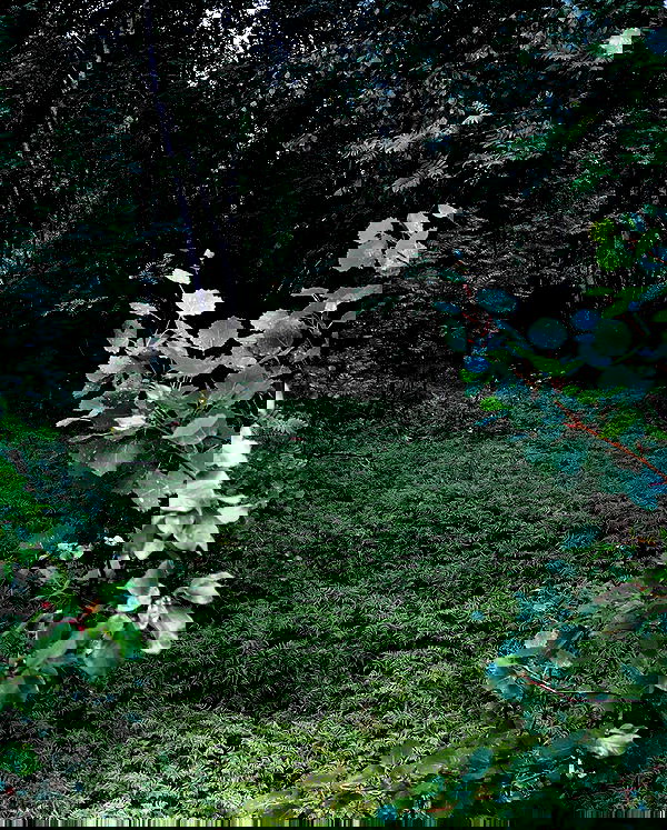 hilaxkitty image ~ Altpins