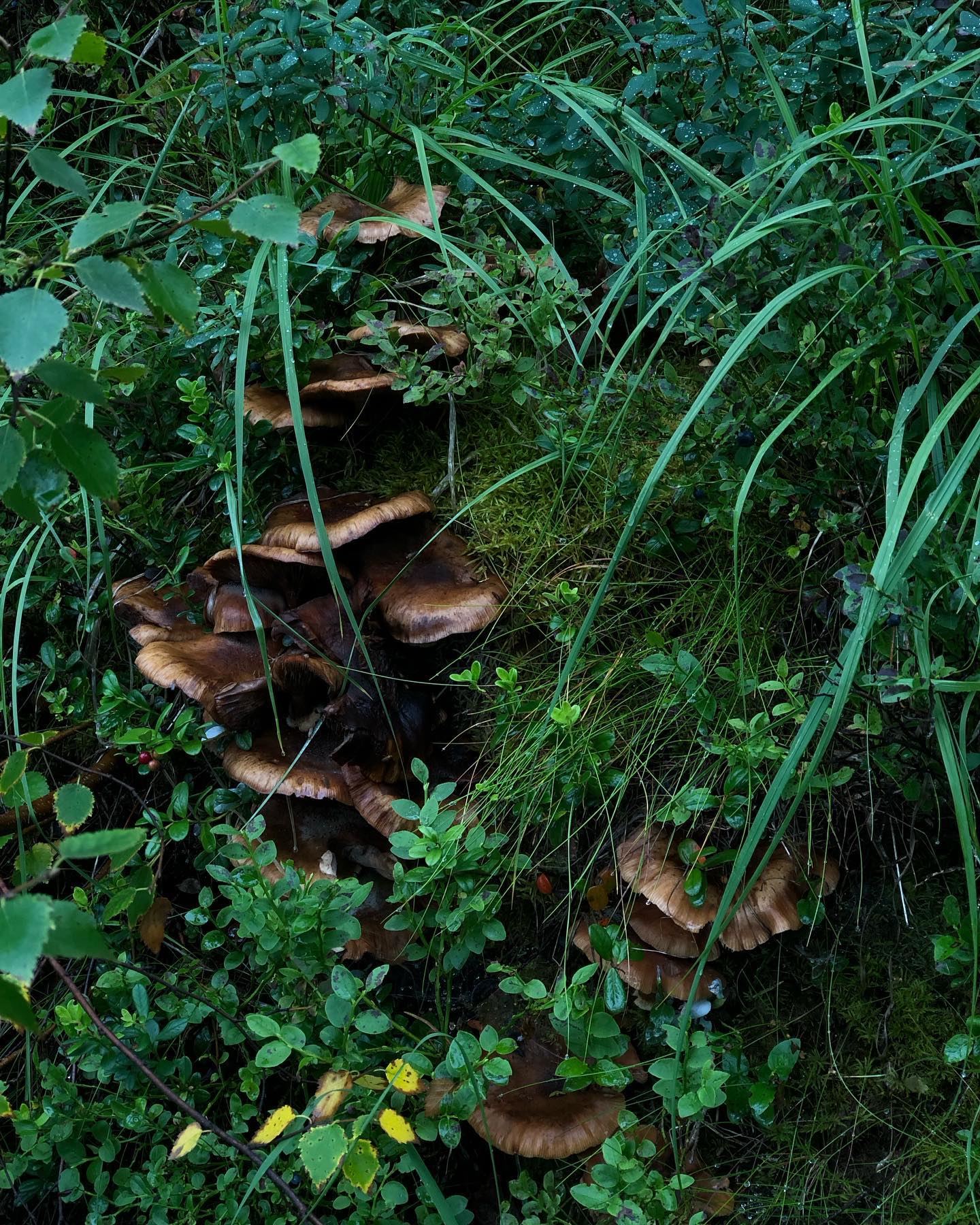 hilaxkitty instagram image archive image