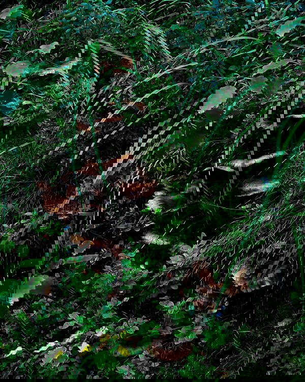 hilaxkitty image ~ Altpins