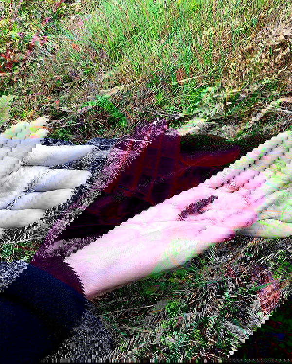 hilaxkitty image ~ Altpins