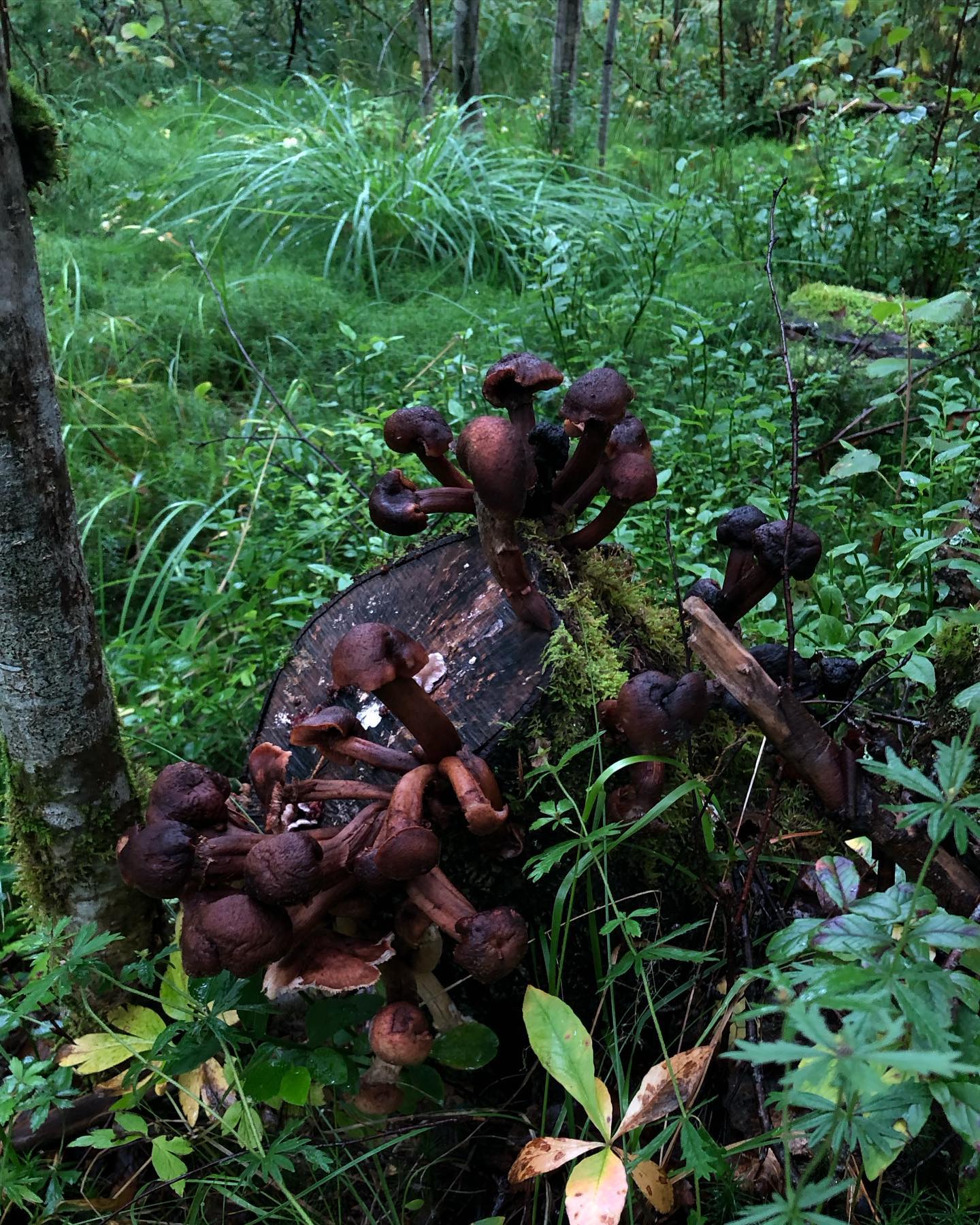 hilaxkitty instagram image archive image