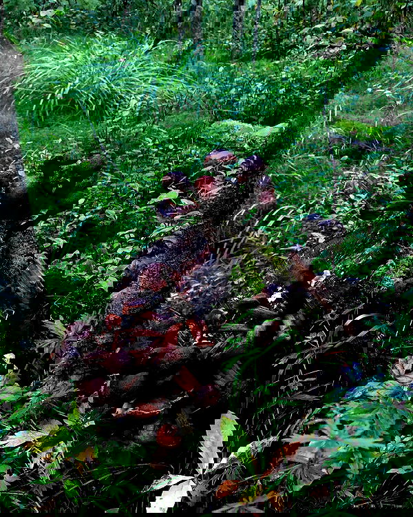 hilaxkitty image ~ Altpins