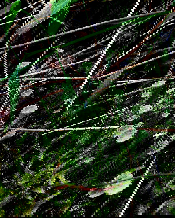 hilaxkitty image ~ Altpins