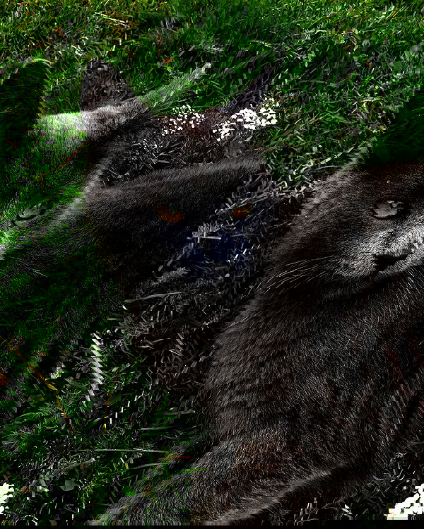 hilaxkitty image ~ Altpins