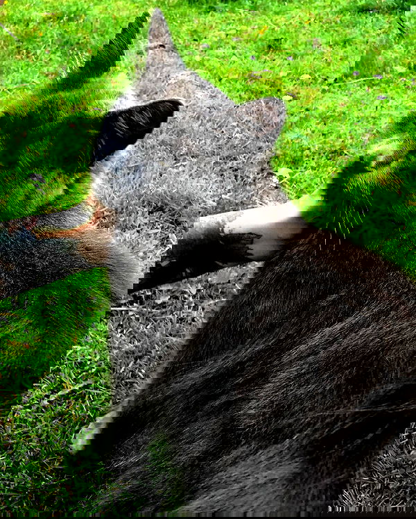 hilaxkitty image ~ Altpins