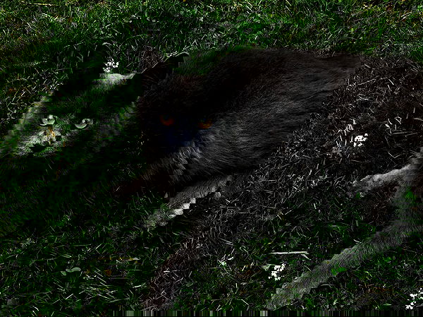 hilaxkitty image ~ Altpins