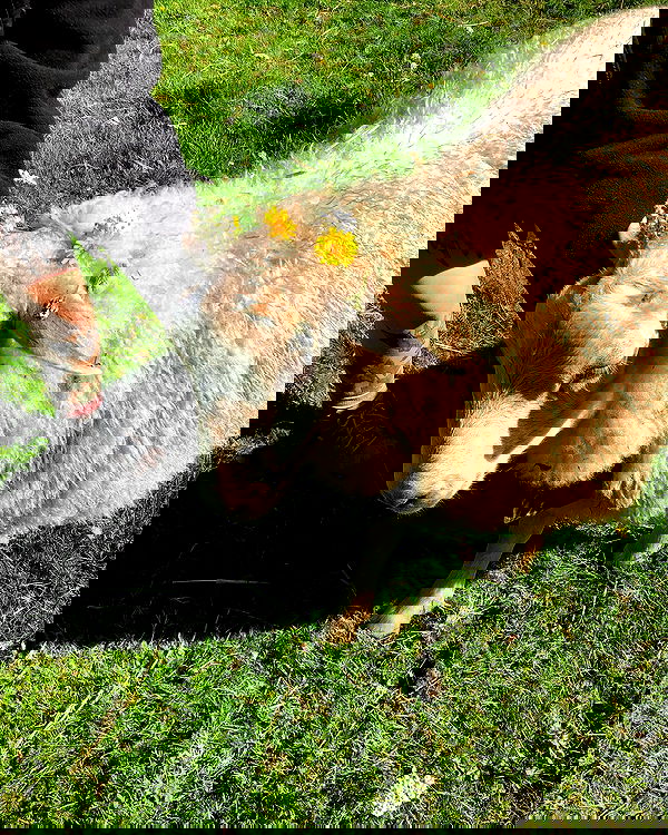 hilaxkitty image ~ Altpins