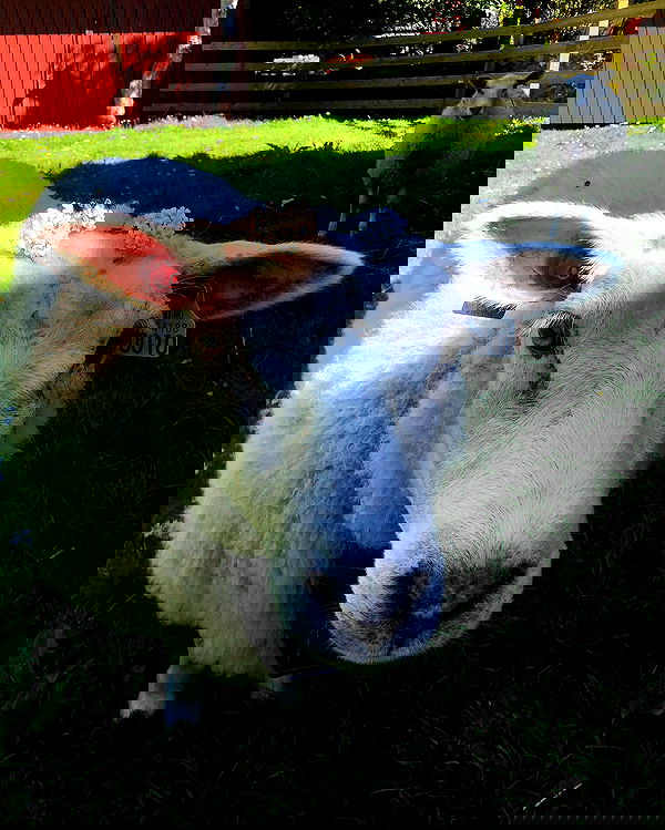 hilaxkitty image ~ Altpins