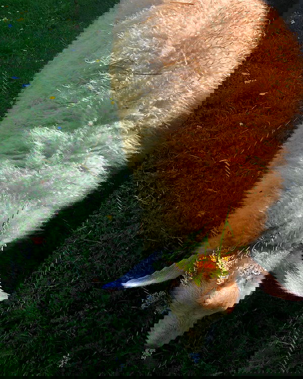 hilaxkitty image ~ Altpins