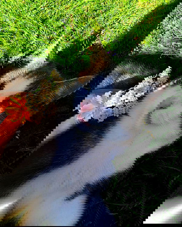 hilaxkitty image ~ Altpins