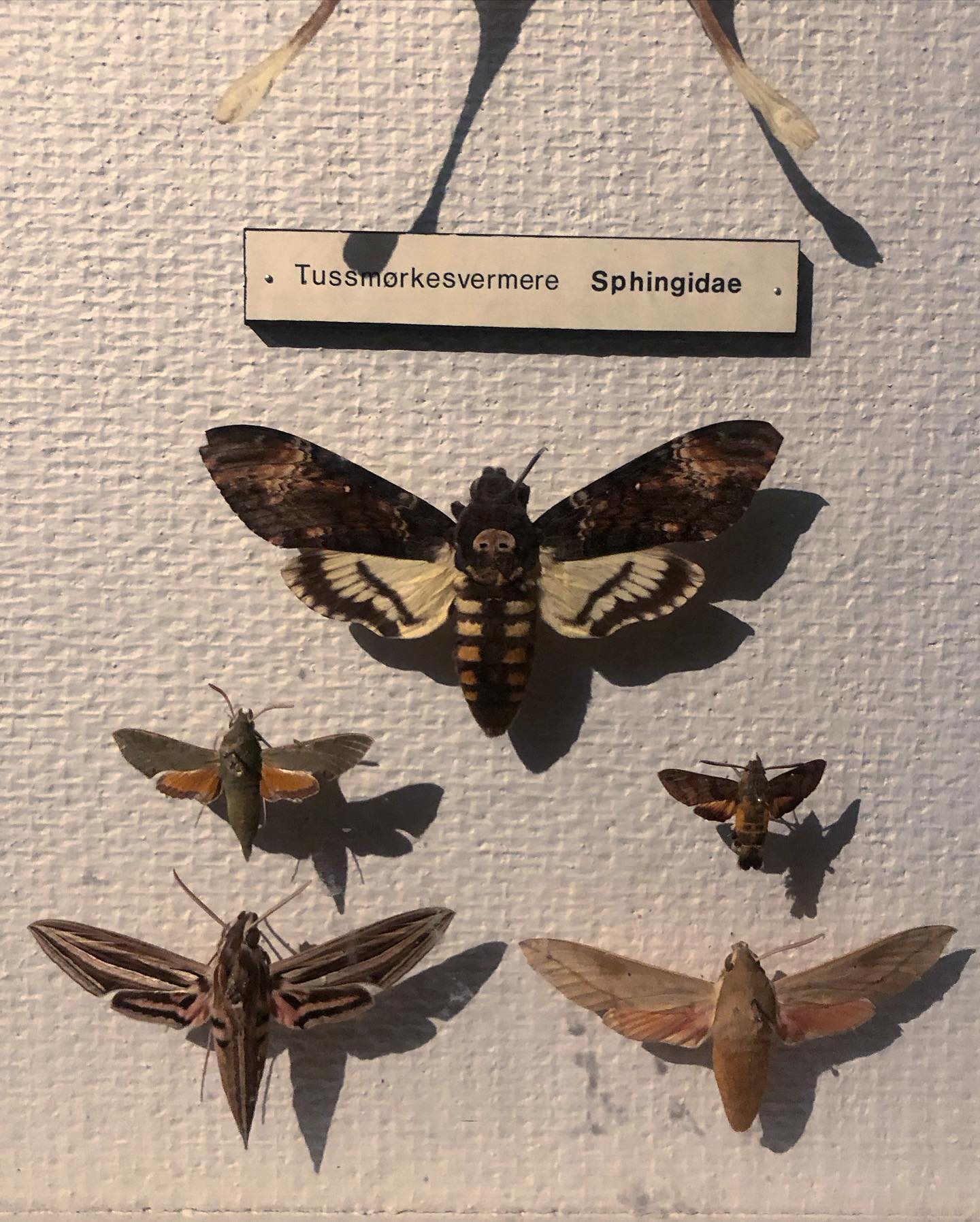 hilaxkitty instagram image archive image