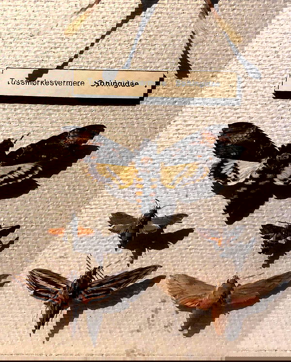 hilaxkitty image ~ Altpins