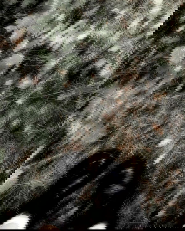 hilaxkitty image ~ Altpins