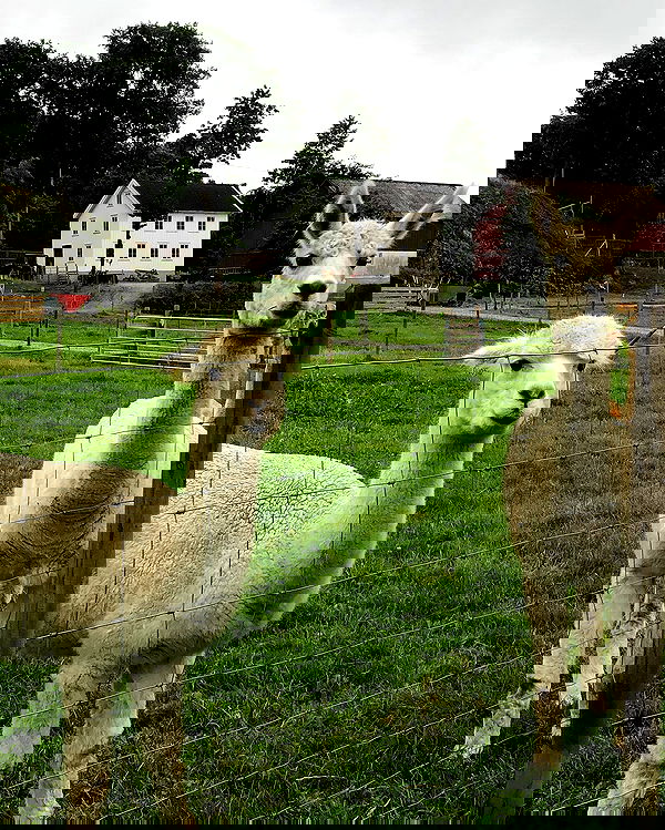 hilaxkitty image ~ Altpins