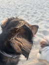 hopesantos Altpins Profile Picture