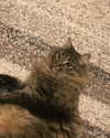howeversnowy Altpins Profile Picture