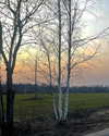 howeversnowy Altpins Profile Picture