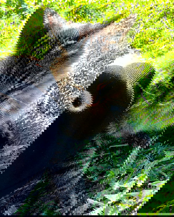 howeversnowy howeversnowy archive image