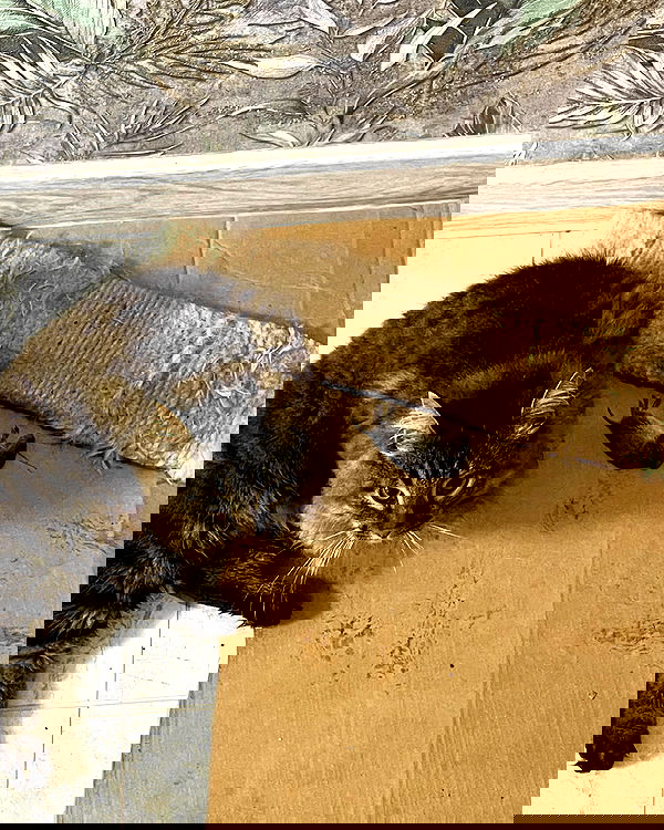 howeversnowy howeversnowy archive image