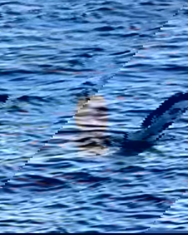 howeversnowy howeversnowy archive image