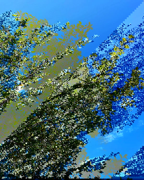 howeversnowy howeversnowy archive image