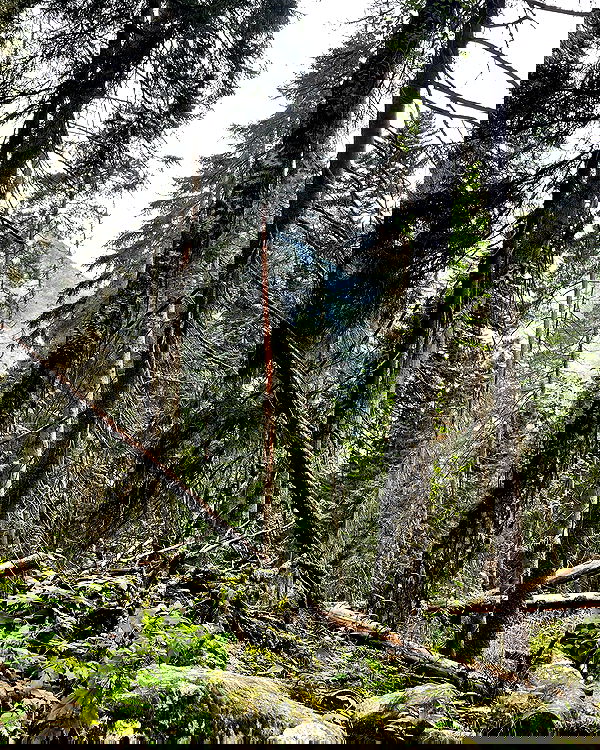 howeversnowy howeversnowy archive image