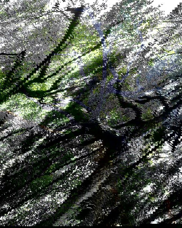 howeversnowy howeversnowy archive image