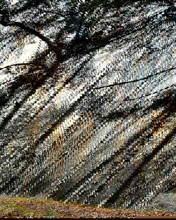 howeversnowy howeversnowy archive image