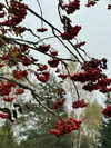 howeversnowy Altpins Profile Picture