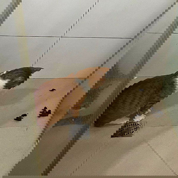 iambohema.v2 iambohema.v2 archive image