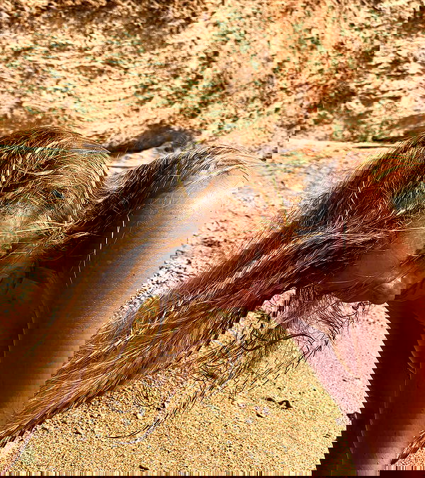 iambohema.v2 iambohema.v2 archive image