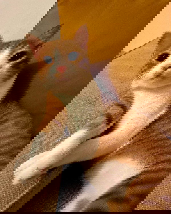 iambohema.v2 iambohema.v2 archive image