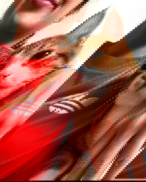 iambohema.v2 iambohema.v2 archive image