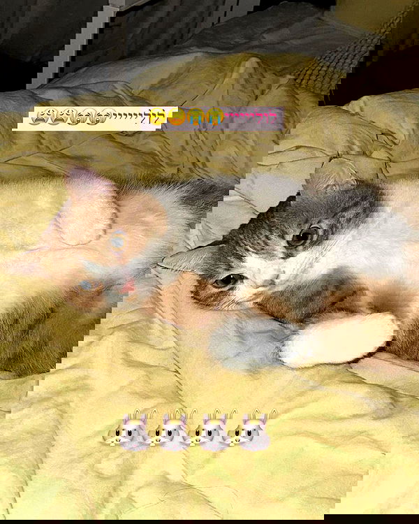 iambohema.v2 iambohema.v2 archive image