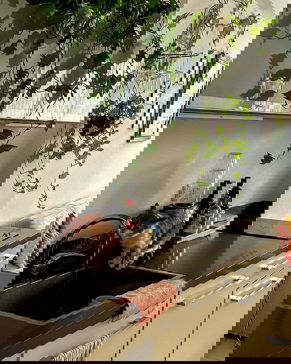 iambohema.v2 iambohema.v2 archive image