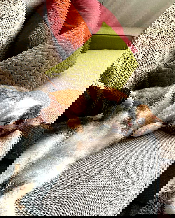 iambohema.v2 iambohema.v2 archive image