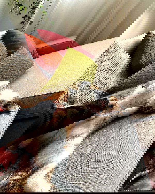 iambohema.v2 iambohema.v2 archive image