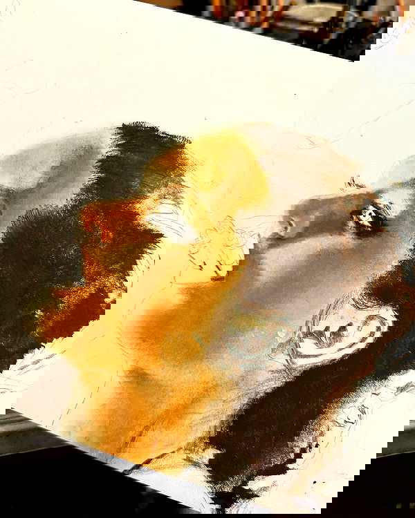 iambohema.v2 iambohema.v2 archive image